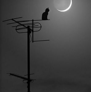 Meet your Posher, Frederick